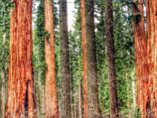 california redwoods