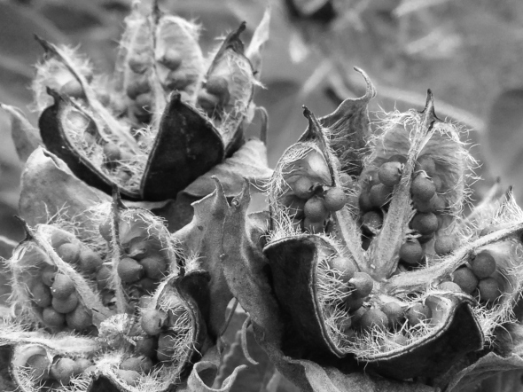 seed pods bw